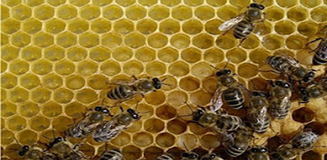 To μέλι περιέχει 180 διαφορετικές ουσίες