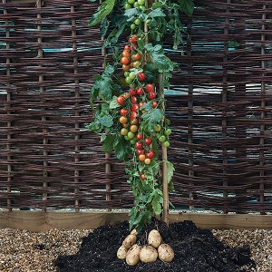 TomTato ή αλλιώς ντοματοπατατιά