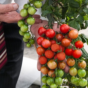 TomTato ή αλλιώς ντοματοπατατιά