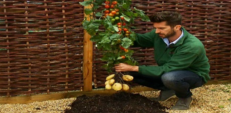 TomTato ή αλλιώς ντοματοπατατιά